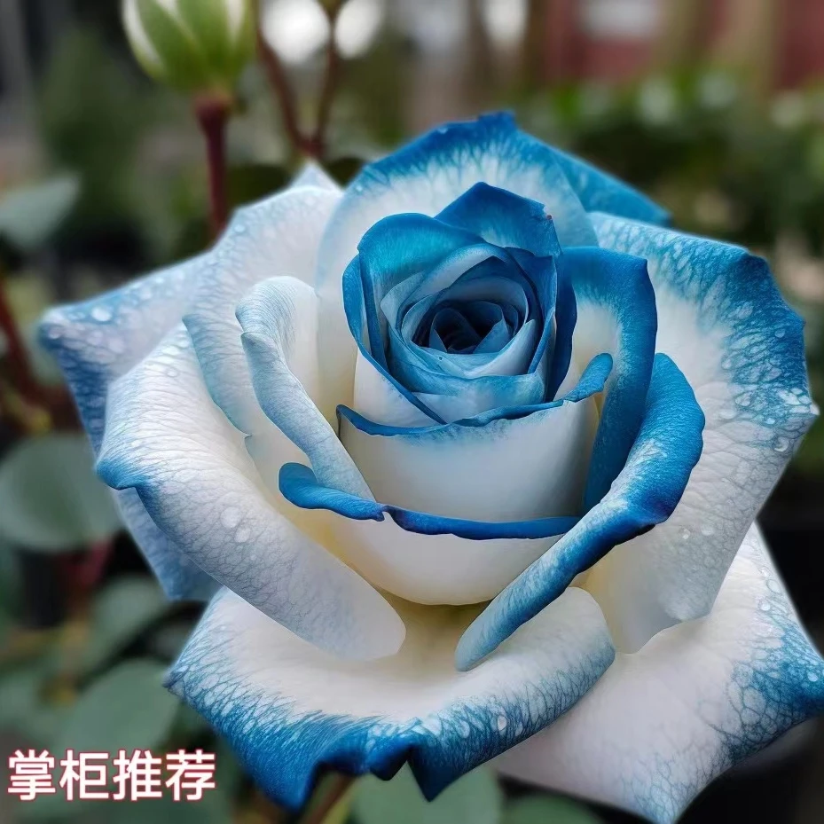 基地直发耐寒耐冻稀有玫瑰花老桩苗大花浓香南北方种植盆栽地栽苗