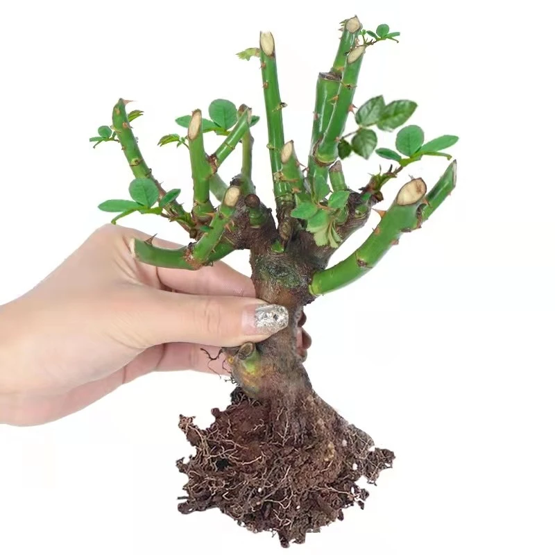 耐寒型玫瑰花老桩老根 四季开花月季花苗盆栽 室内阳台盆栽特大花