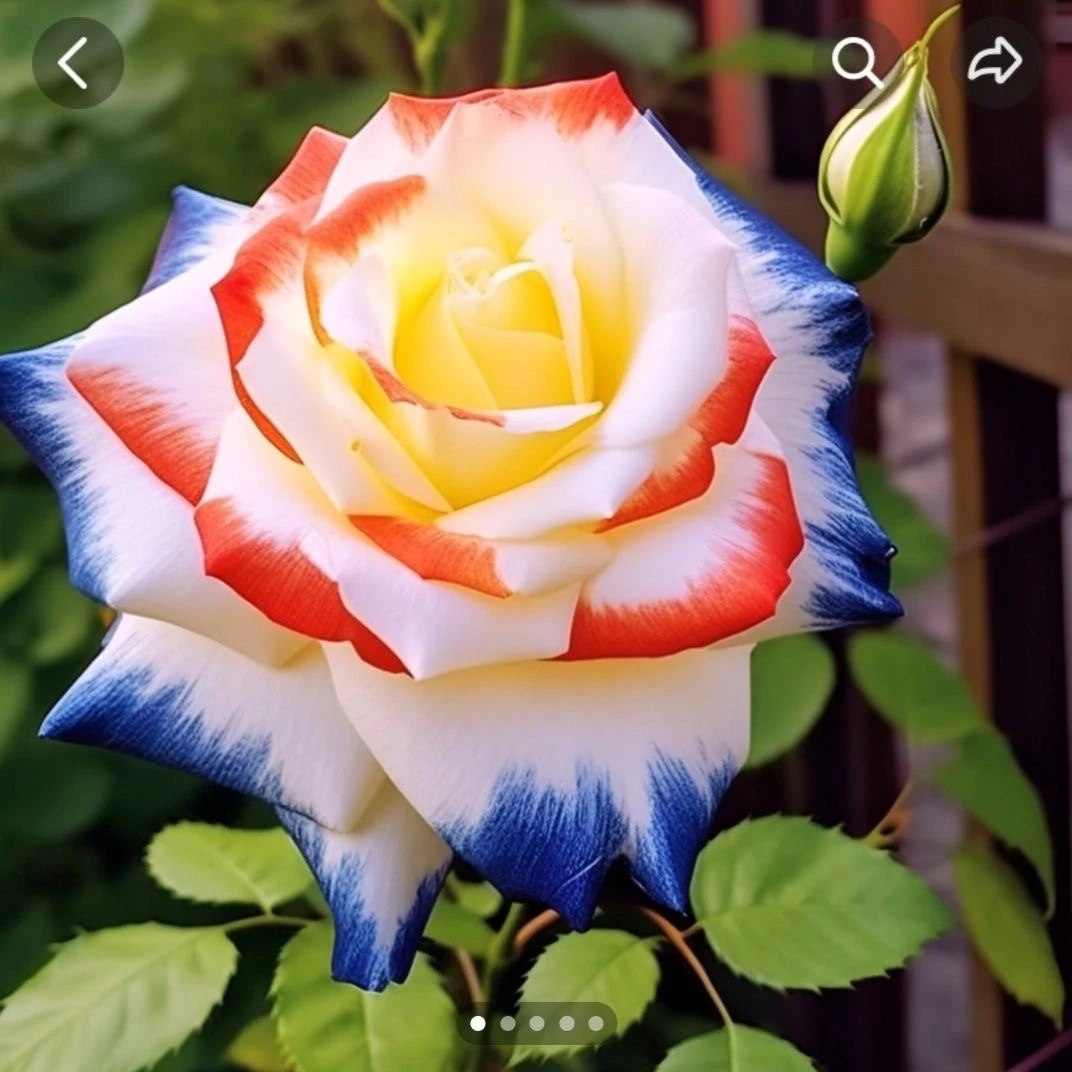 【稀有品种】水晶玫瑰老桩玫瑰苗室内阳台庭院花卉月绿植耐寒土培养