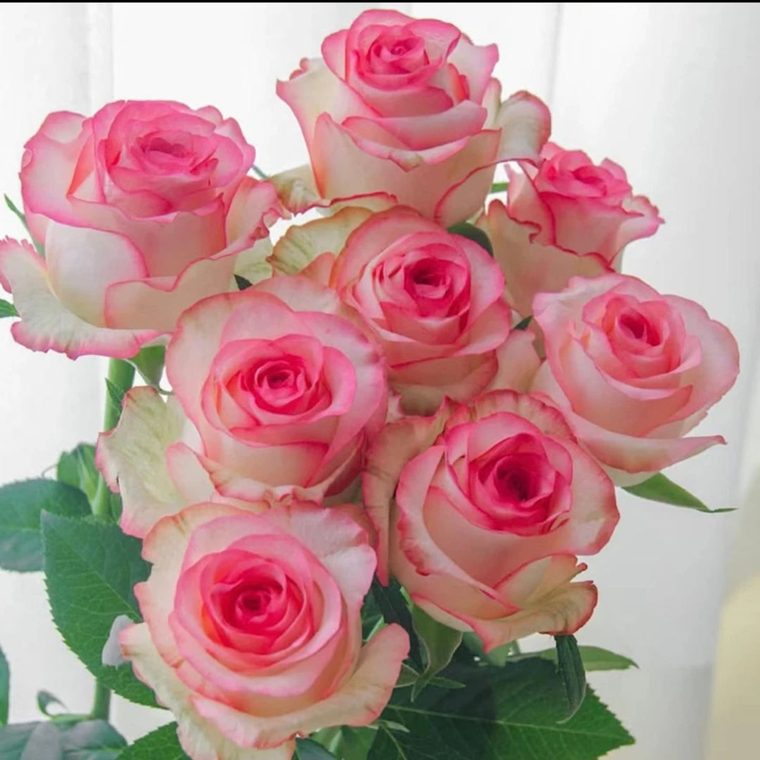 【香水爱莎】四季开花玫瑰花老桩月季花苗盆栽地栽庭院四季循环开花