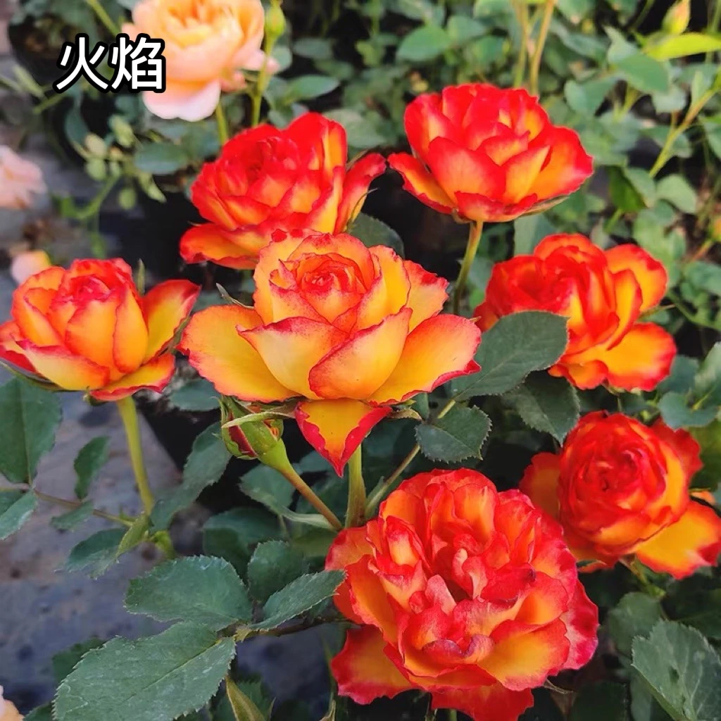 婚礼之路耐寒玫瑰老桩四季开花老根大花月季花苗室内外盆栽易活