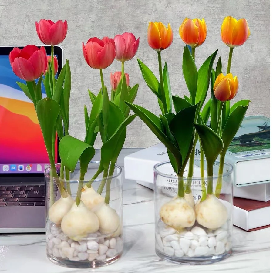 郁金香种球土培盆栽水培耐寒种球浓香型庭院阳台好养花卉绿植植物