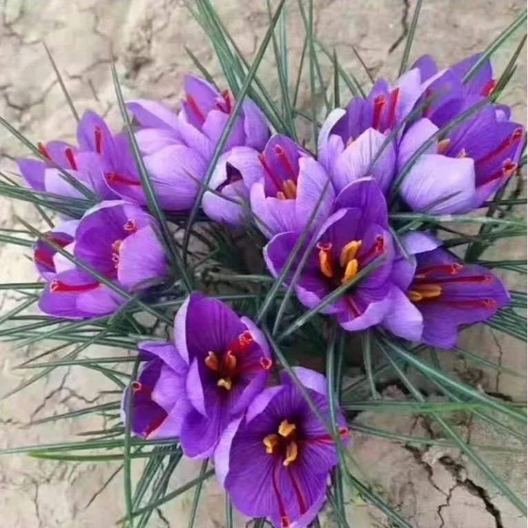 种球种子种植苗番红花花卉冬季西红花苗球根盆栽绿植稀有中药材