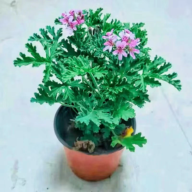 夏季驱蚊草清香净化空气好养盆栽室内外防蚊虫栽种