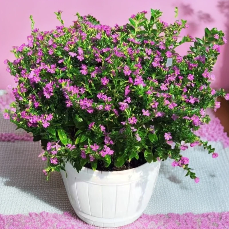 热销【小精品】小盆满天星清新桌面摆放带花苞四季开花好养花卉