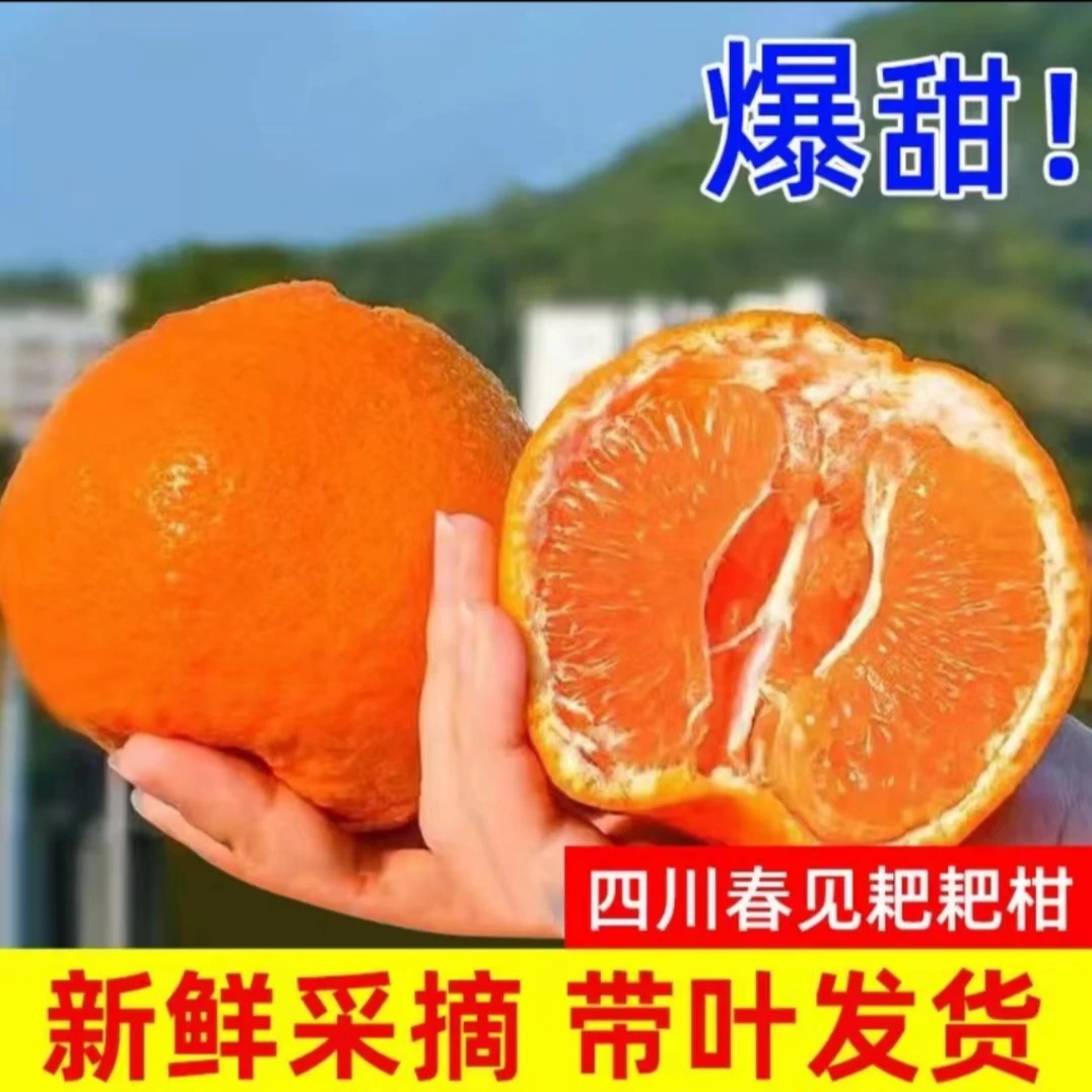 四川春见杷杷柑8斤装现摘现发