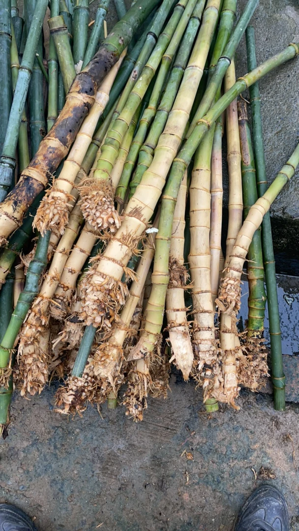 实心玉竹,文玩,手把件!