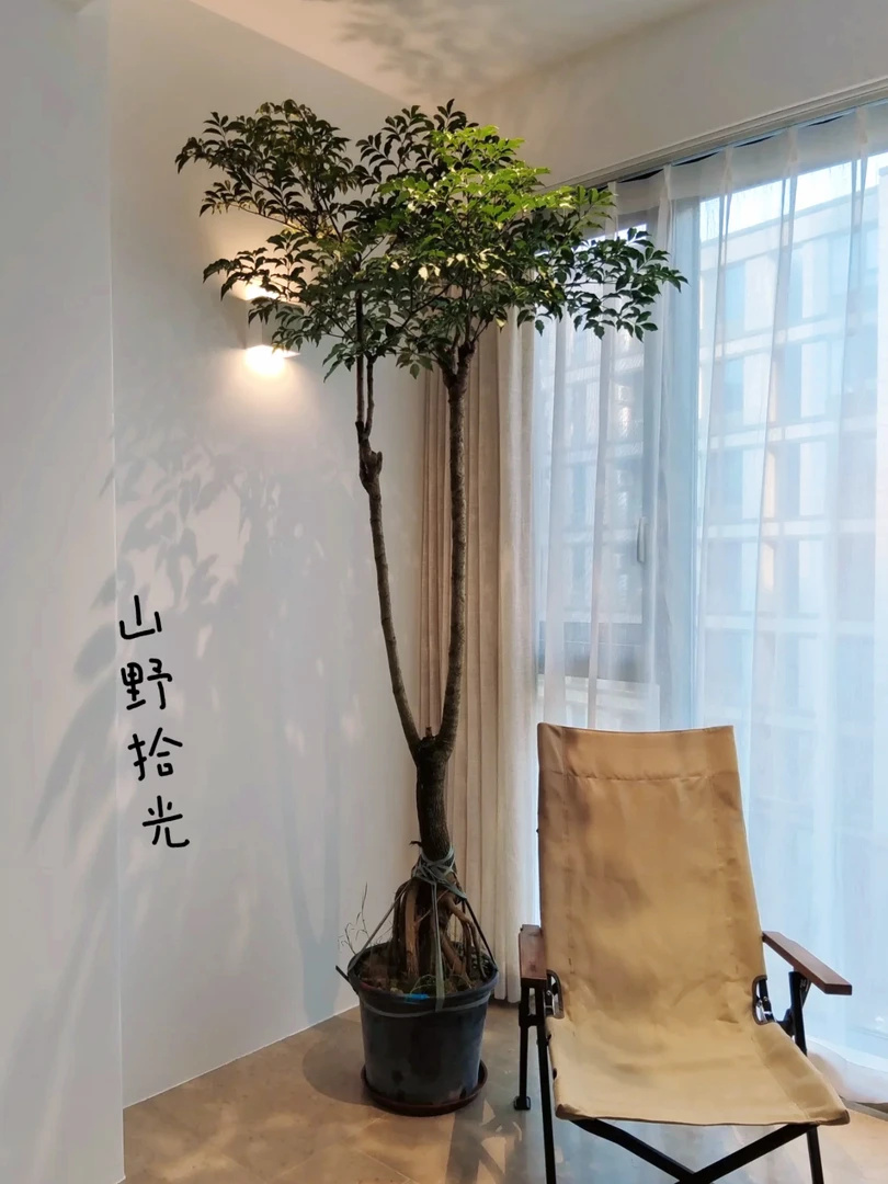 （提根幸福树）幌伞枫老桩原生提根幸福树四季常青常绿室内大型绿植