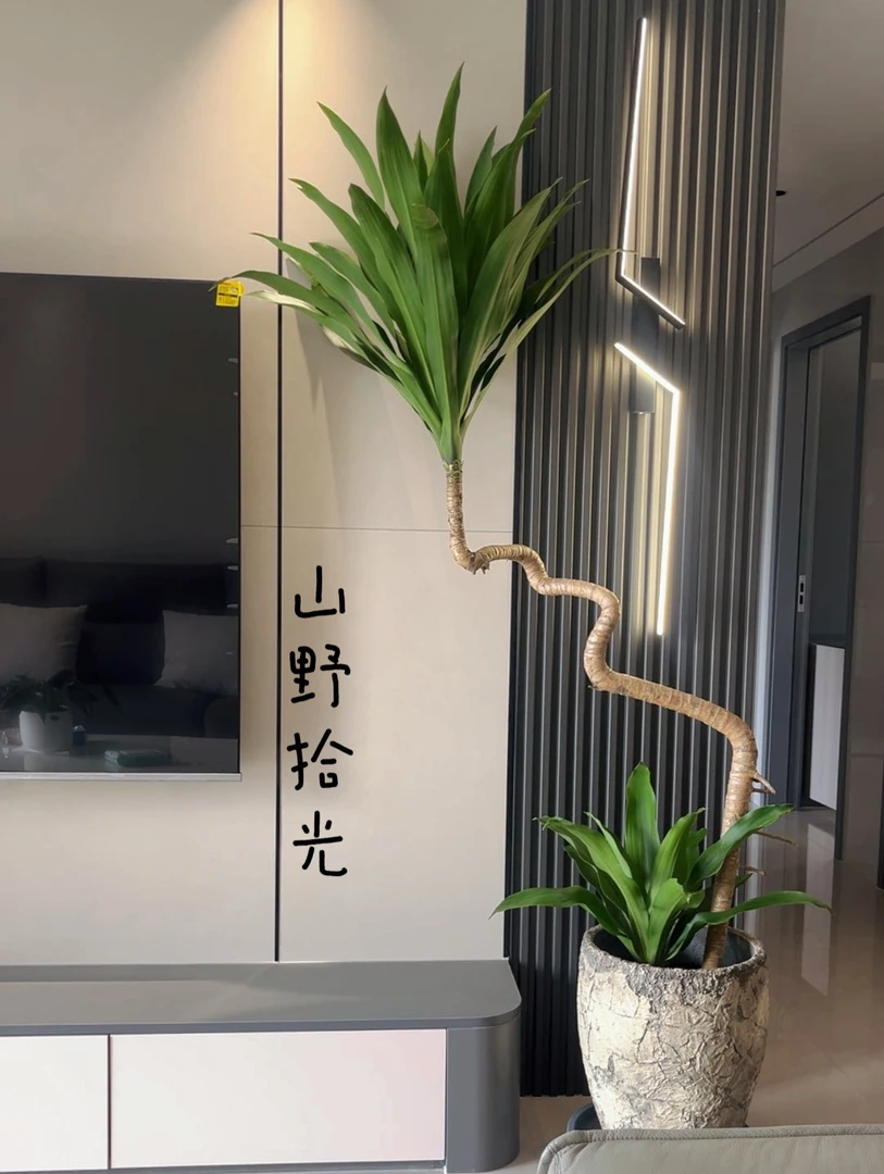 （荷花铁）美人铁轻奢造型款客厅前台茶室大型绿植净化绿植盆栽室内