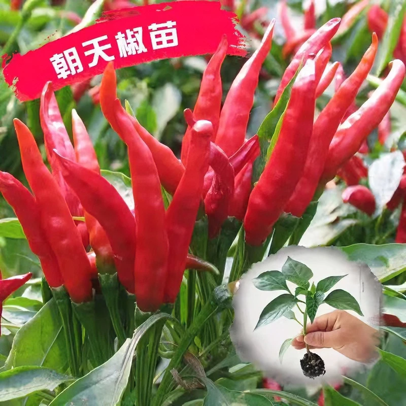 辣椒苗秧苗 薄皮椒苗 长线椒苗螺丝椒苗朝天椒牛角椒蔬菜苗四季种