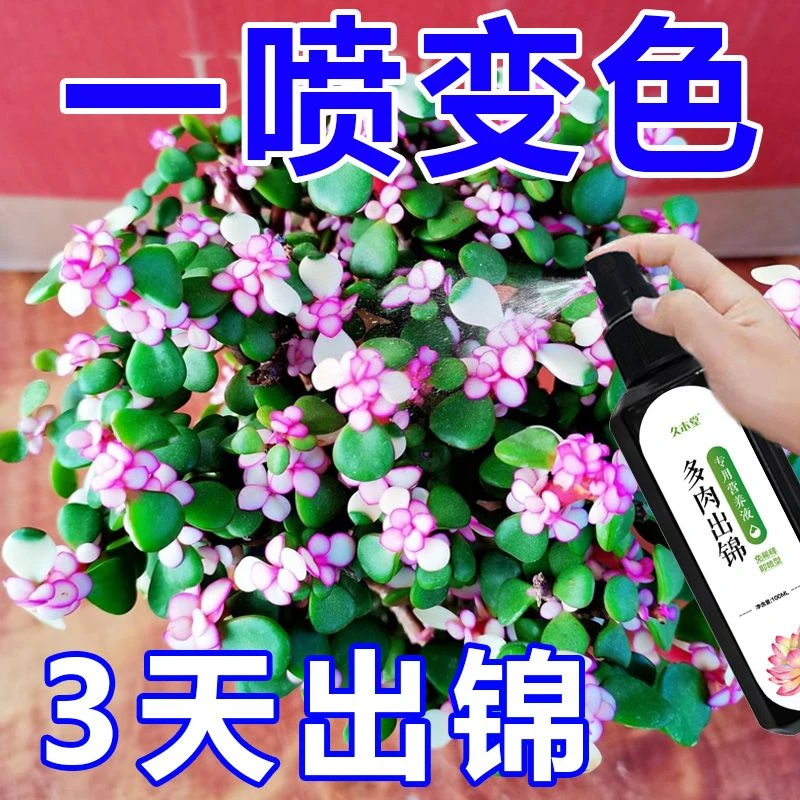 金枝玉叶快速出锦营养液专业变色催锦增肥多肉爆芽生根出锦专用