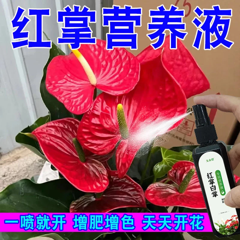 【一喷就开】红掌白掌一帆风顺专用肥营养液叶片枯黄不开花营养液