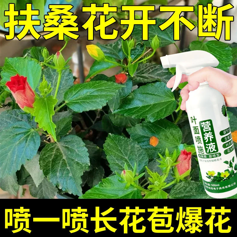 扶桑花营养液防黄叶掉花苞重瓣盆栽朱瑾花木槿花养花专用肥料家用