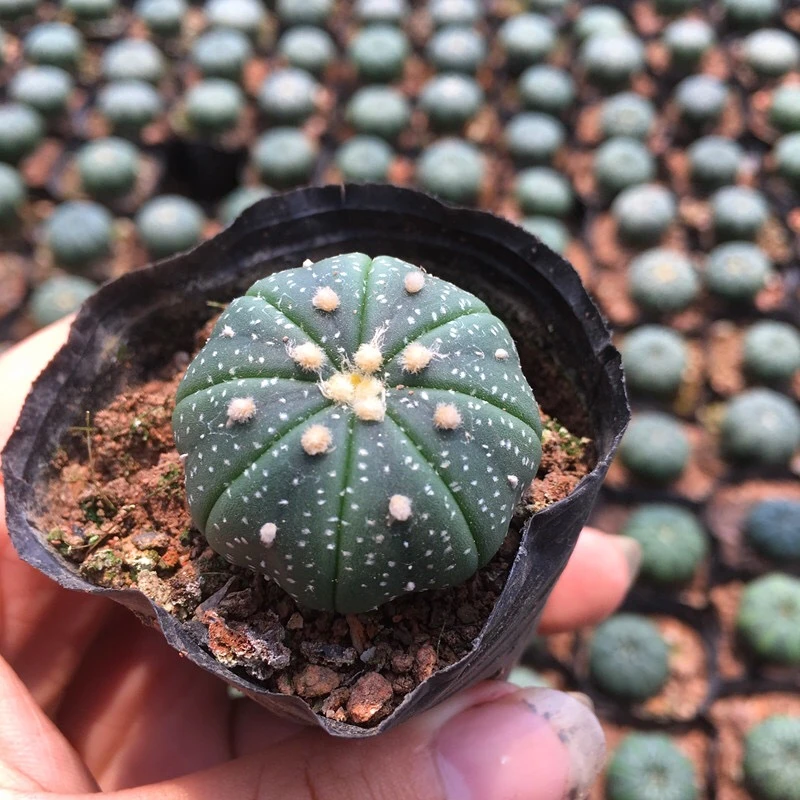 （满18元包邮）星兜实生仙人球多肉植物