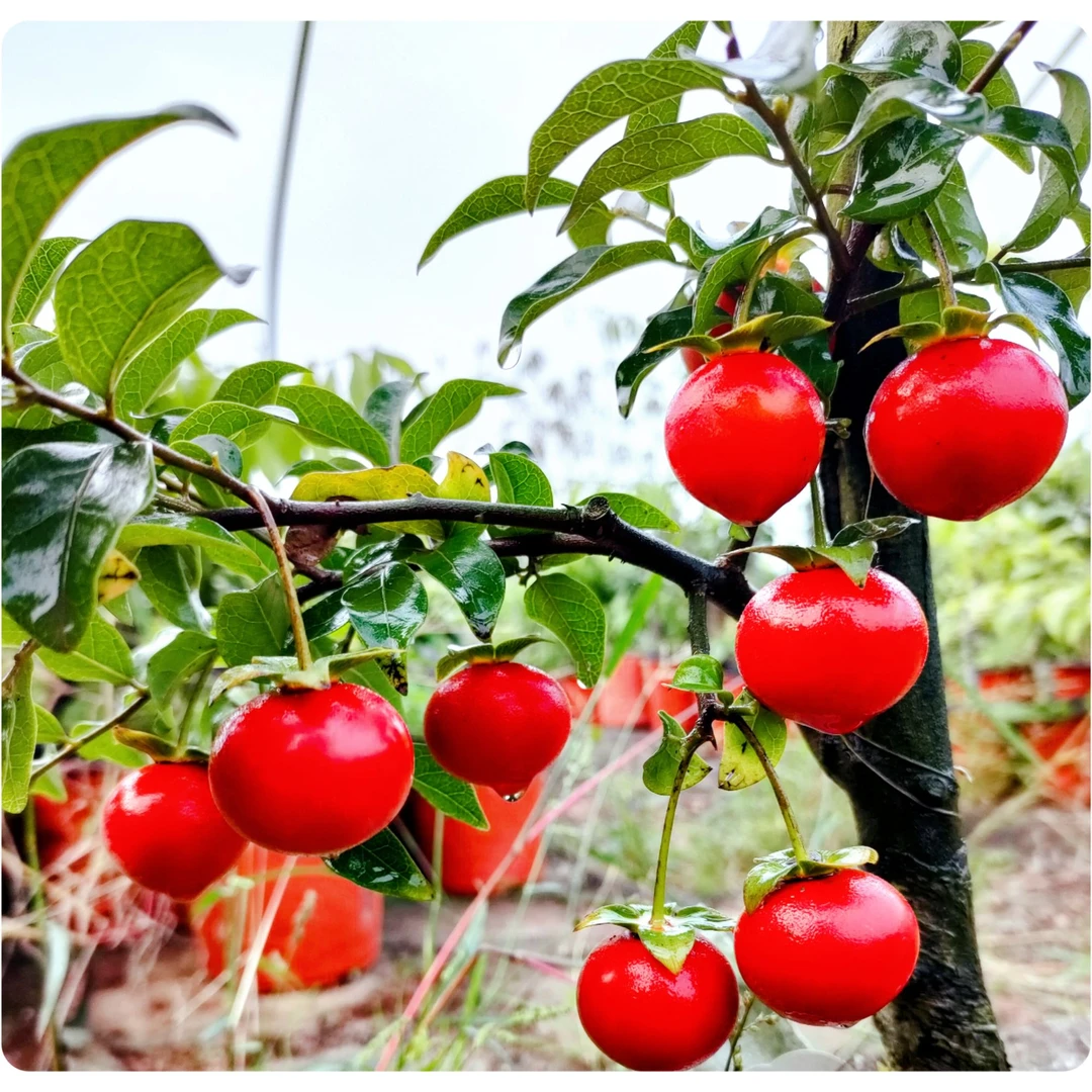 金弹子老鸦柿盆景