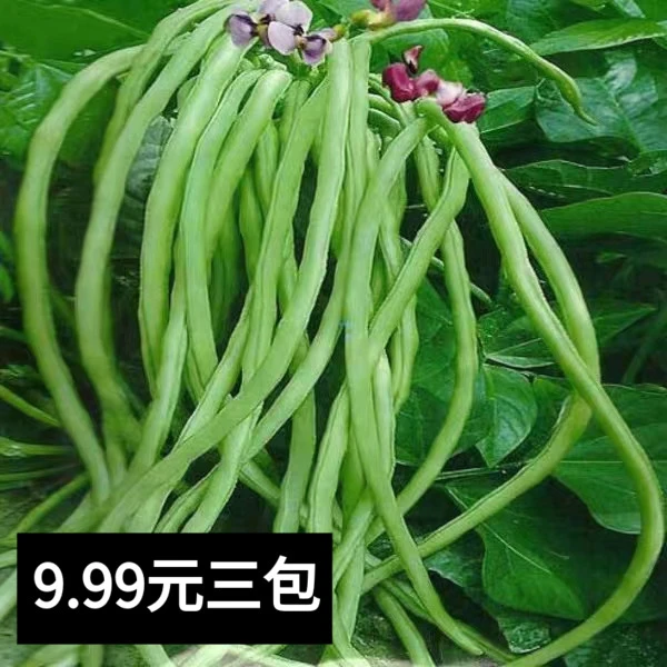 9.99元三包【太空无架豆】摘不败长豆角种子蔬菜种籽四季播种豆角