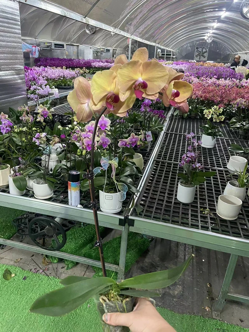 花悦里【钻石】室内花花 好养耐开 广州花卉源头基地