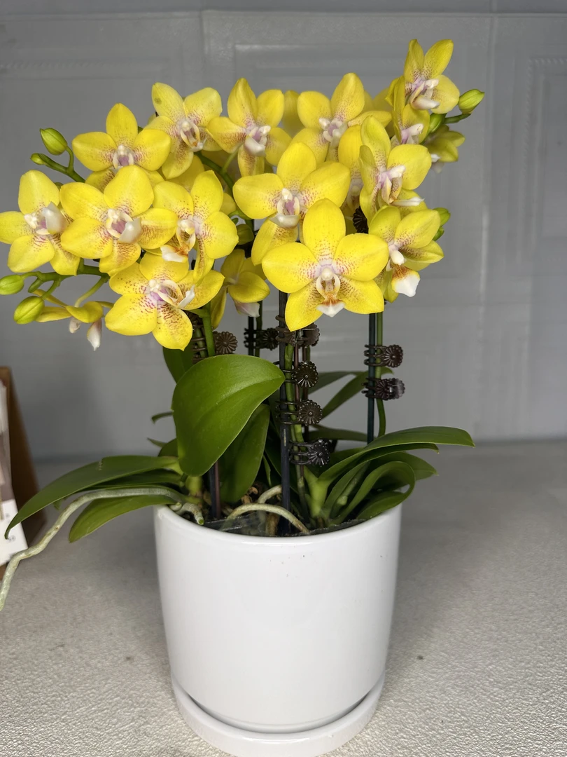花悦里【香水黄金】有香味带花发货室内花花 广州花卉源头基地