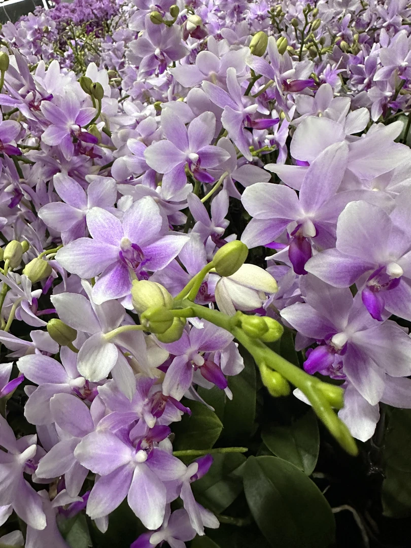 花悦里【梦幻蓝宝石】带花带花苞 室内花花 广州花卉源头基地