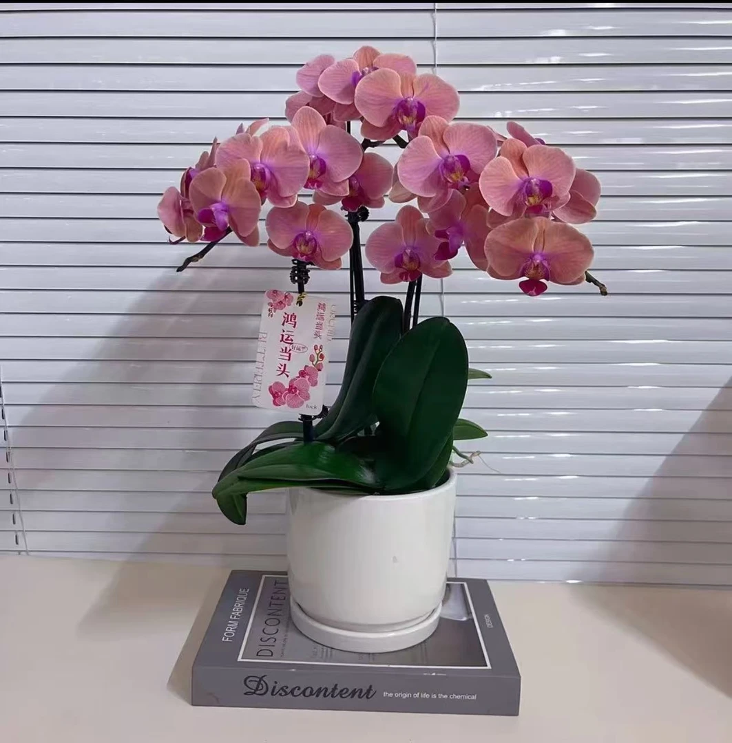 花悦里【西柚】室内花花 好养耐开 广州花卉源头基地