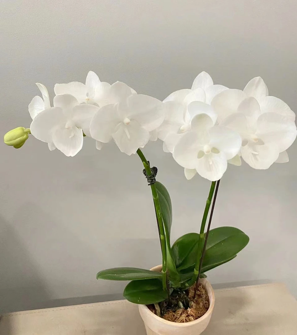 花悦里【白天鹅】双花剑 室内花花 好养耐开 广州花卉源头基地