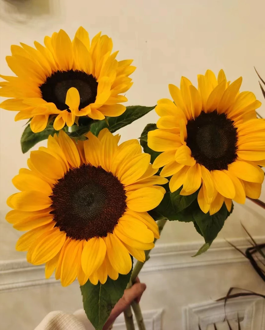 【雨柔精选】大花向日葵高品质鲜花  花期长好养护冷链保鲜