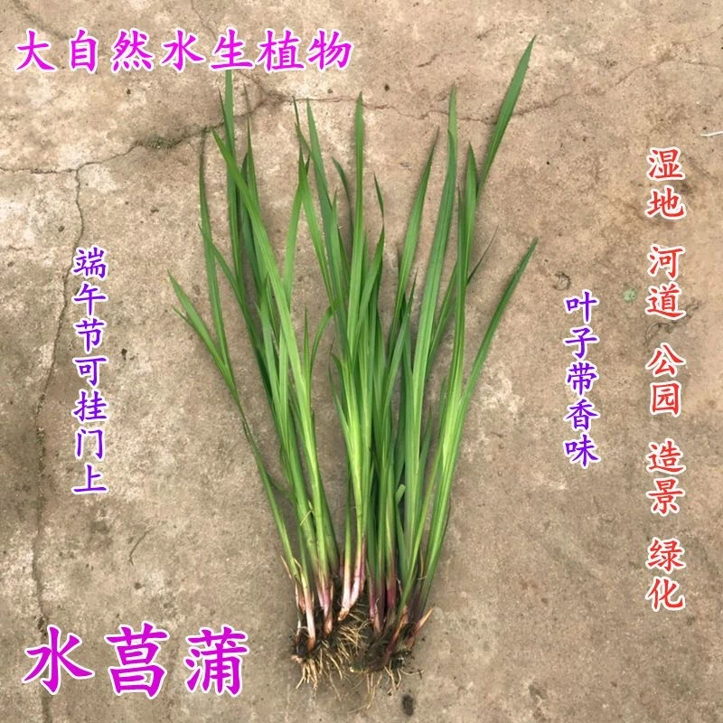 水生植物绿化水菖蒲臭蒲香菖蒲水剑草芦苇水竹睡莲铜钱草净化菖蒲