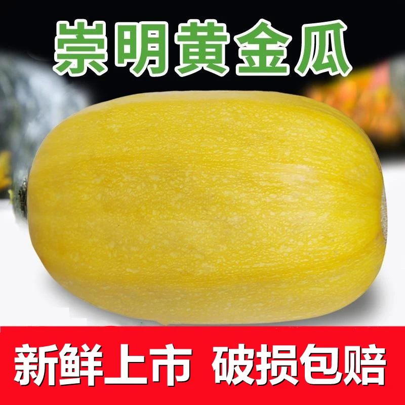 祁缘瓜哥崇明岛新鲜角瓜绞瓜搅瓜金丝瓜鱼翅瓜黄金瓜农场原产地