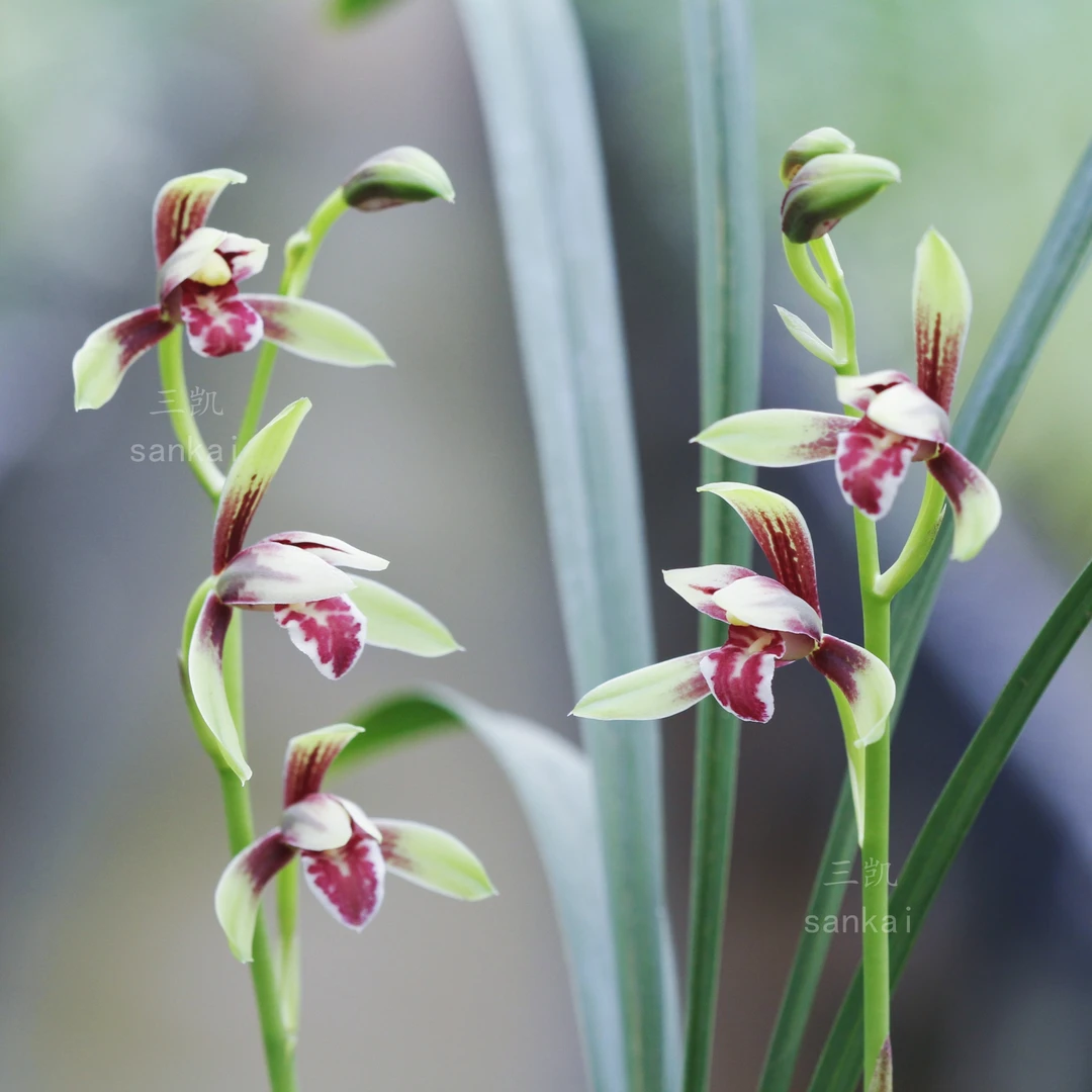 丹心朝阳广东平远产细立叶材复色建兰