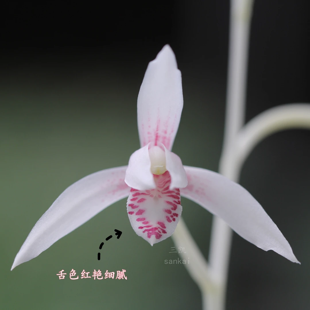 雨花雪雪白彩广西桂林新品弓垂叶建兰四季兰