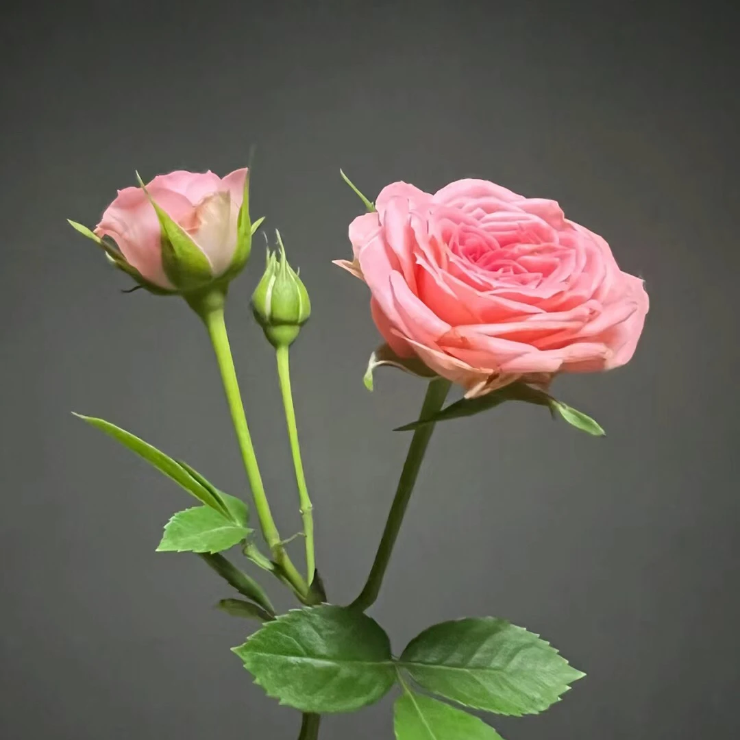 四季开花玫瑰月季蔷薇盆栽阳台绿植趣味修剪