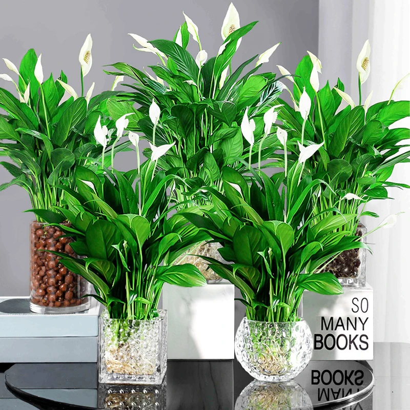 白掌盆栽一帆风顺素雅植物物室内好养花卉绿萝箩水养红掌四季易活