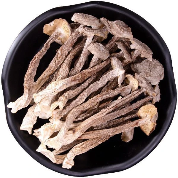 种植鹿茸菇500克100克