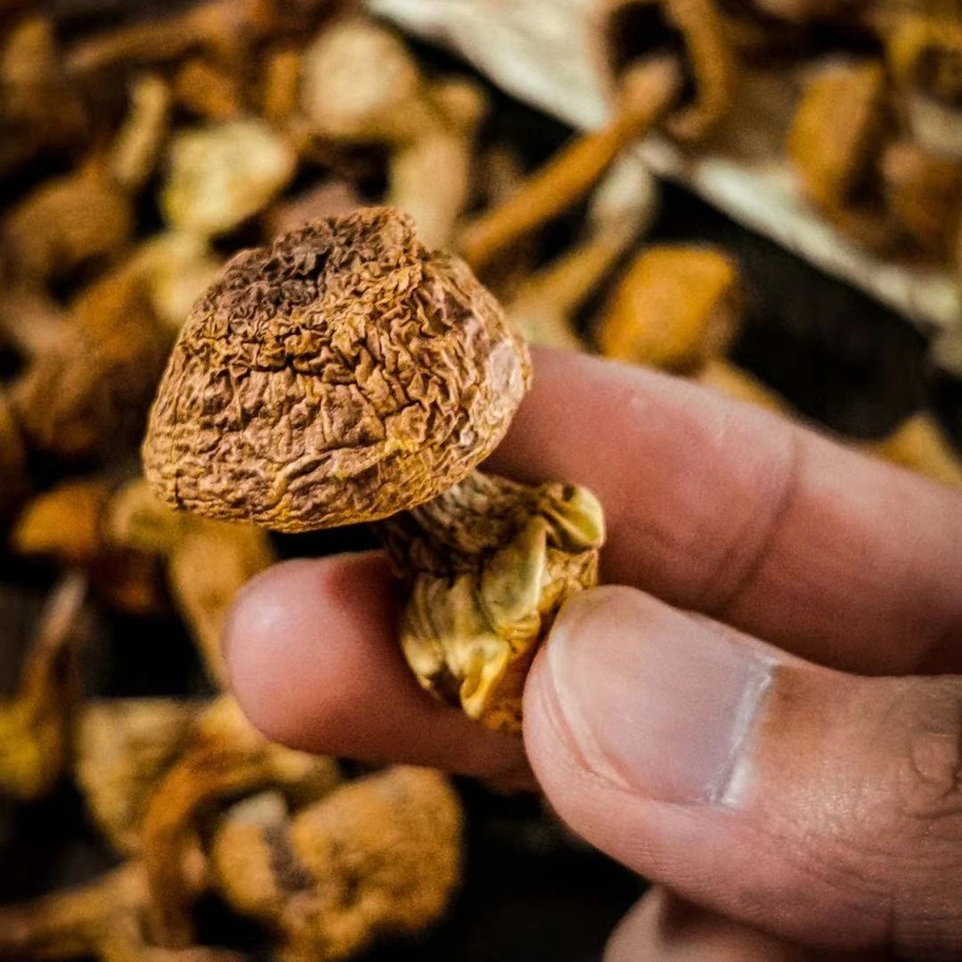 HAIQINTANG/海沁堂鱼胶滋补姬松茸50g