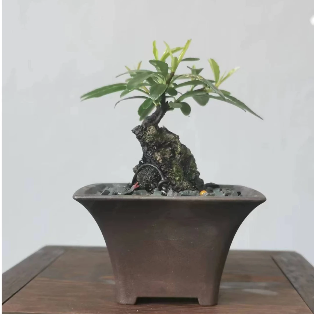 黄荆疙瘩盆景风景树盆栽一物一拍请按照对应的价格下单