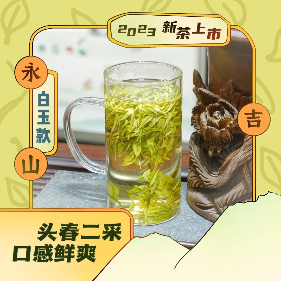 【白玉款】头春二采安吉白茶原产地昆铜产区明前高山茶兰花香送礼