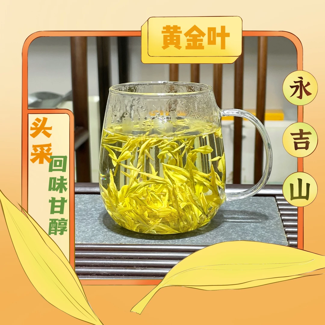 【豆香小芽黄金叶】黄金叶2023安吉小芽头口感浓郁金黄透亮