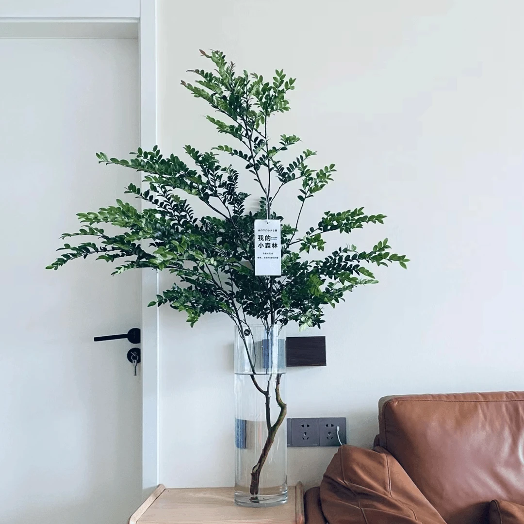 美男树马醉木吊钟平替水培光照绿植颜色鲜切水养室内客厅装饰售后