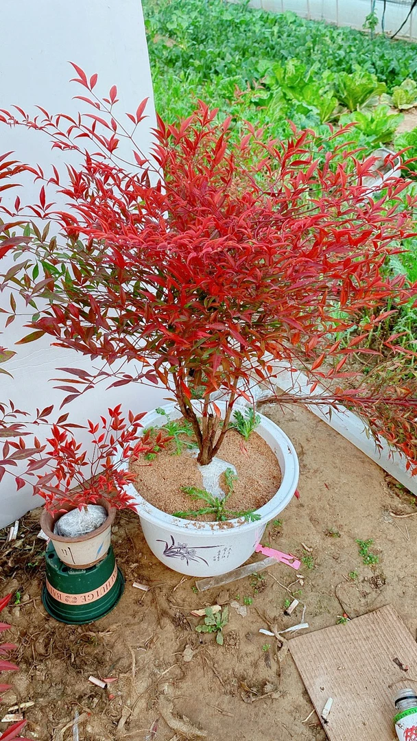 南天竹，天气越冷，叶子越红