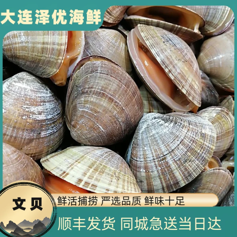【文贝】大连鲜活发货 保鲜保肥不保活 个大鲜甜 大小不匀 介意勿拍