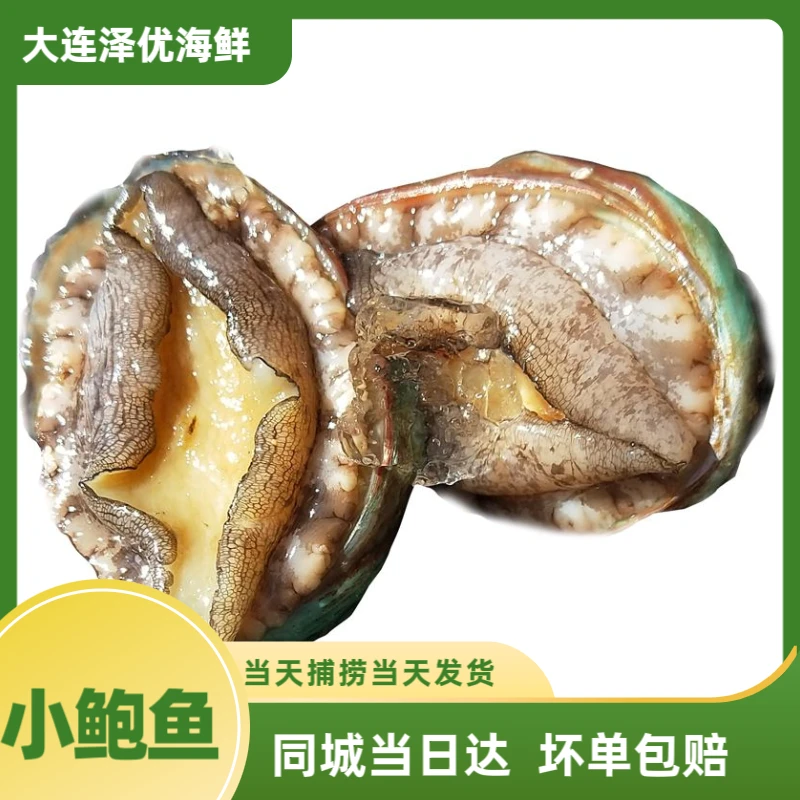 【一口小鲍鱼】辣炒鲍鱼 鲍鱼捞汁 大连发货 充氧活发