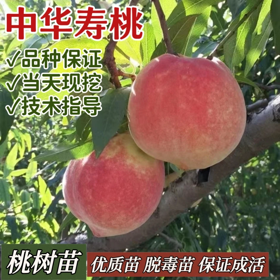 中华寿桃桃苗早毛桃苗大白桃树苗极早大果新品种桃苗包活当年结果