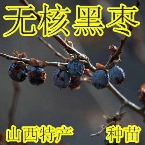 枣树苗 又叫君迁子黑枣牛奶柿子苗无核黑枣苗南北方种植当年结果