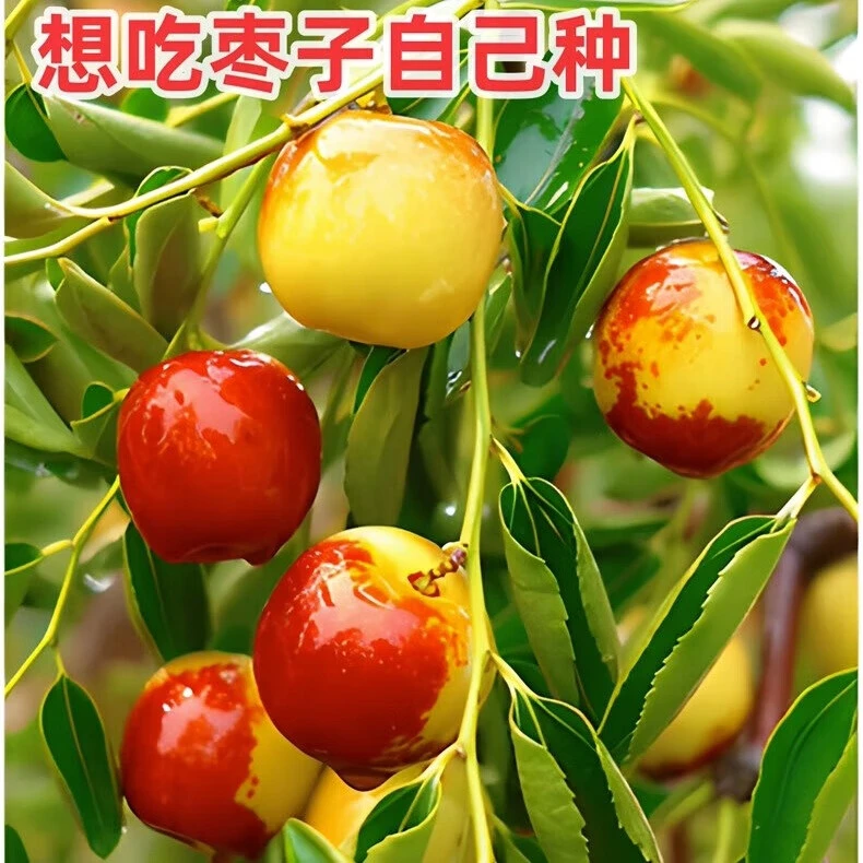 冬枣树苗特大超甜新品种枣树苗南方北方矮化盆栽地栽带土果树苗子
