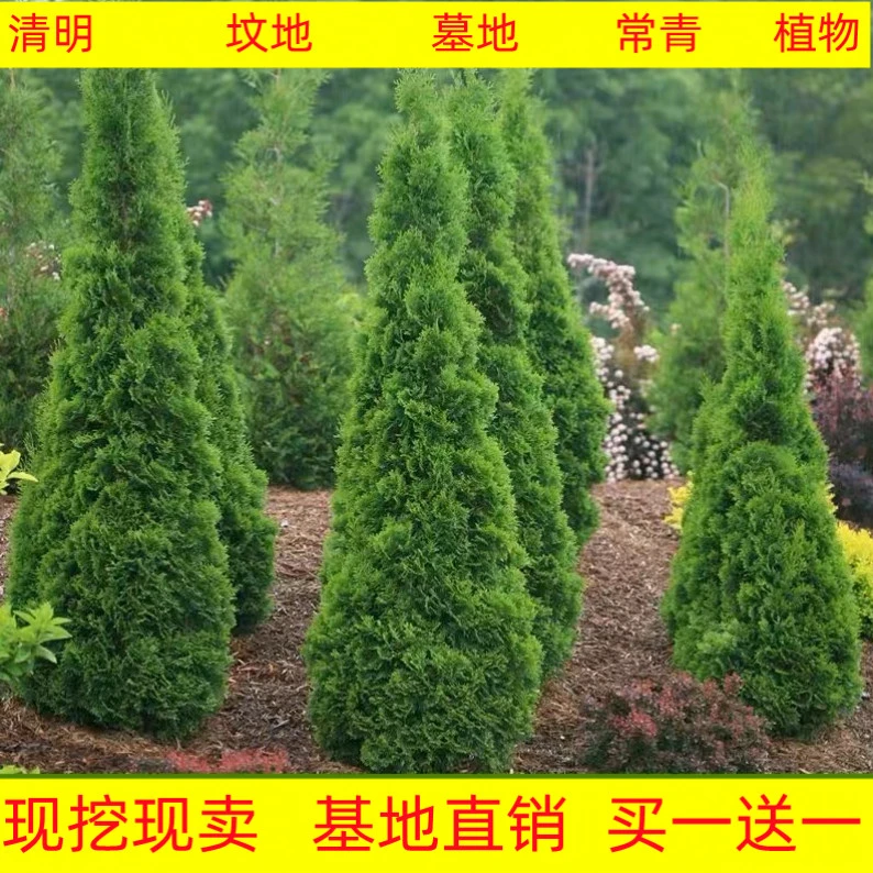 塔柏树苗墓地植物龙柏宝塔松室外松柏洒金柏侧柏四季常青工程绿化