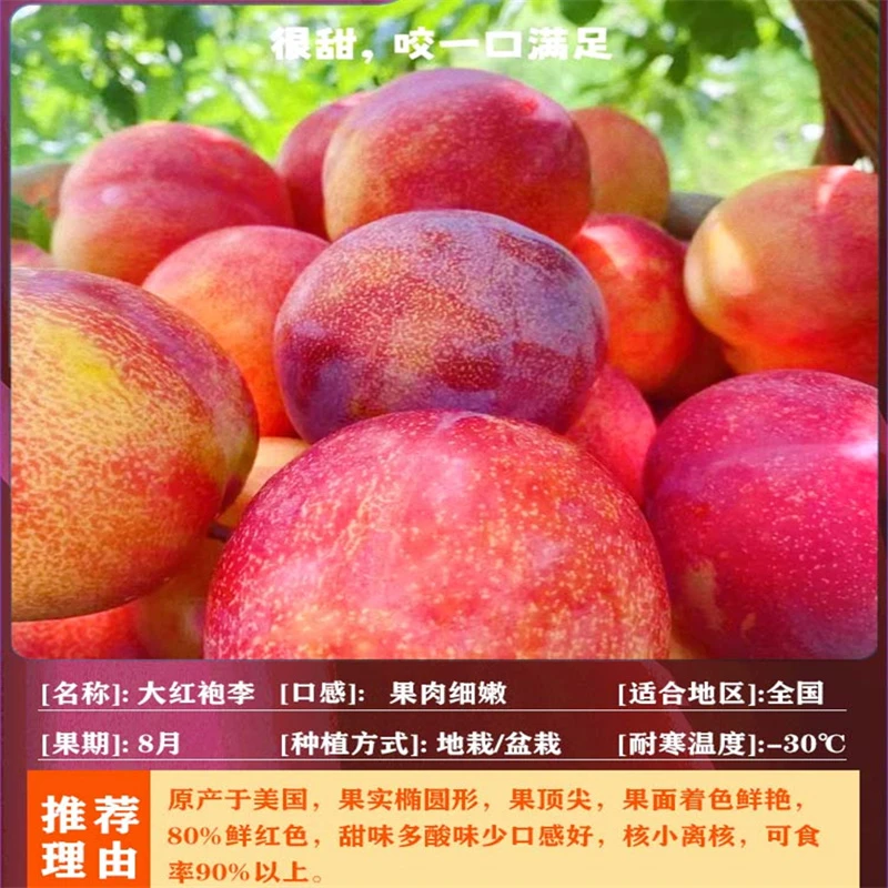 大红袍李子树苗嫁接新品种特大南方北方种植抗寒盆栽地栽当年结果