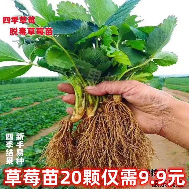 四季草莓苗奶油红颜草莓秧盆栽带土食用南北方阳台庭院当年结果苗