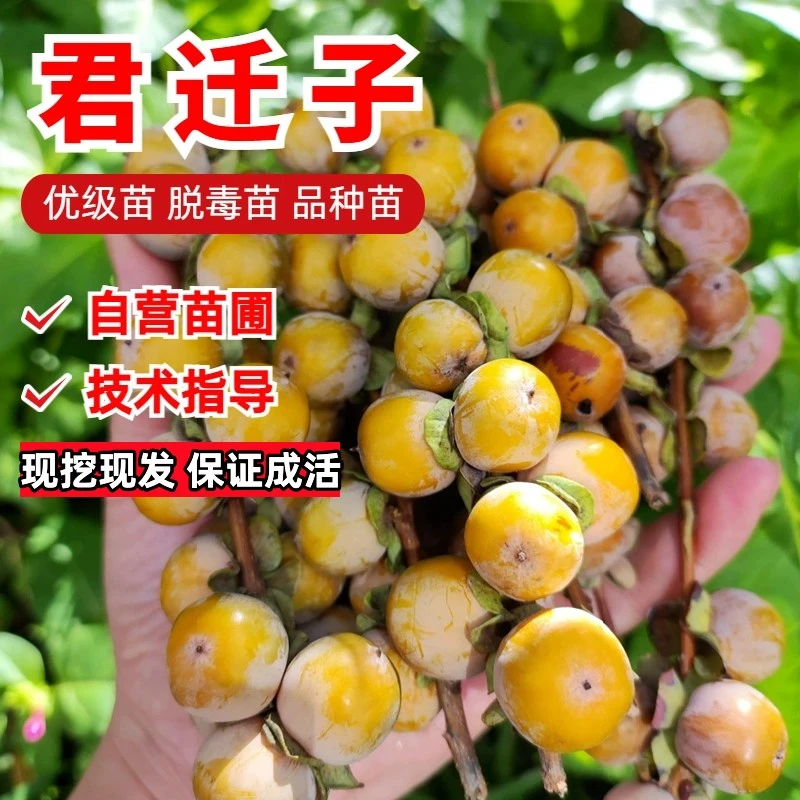 软枣树苗君迁子树苗牛奶柿子苗无核黑枣苗柿子苗嫁接砧木当年结果