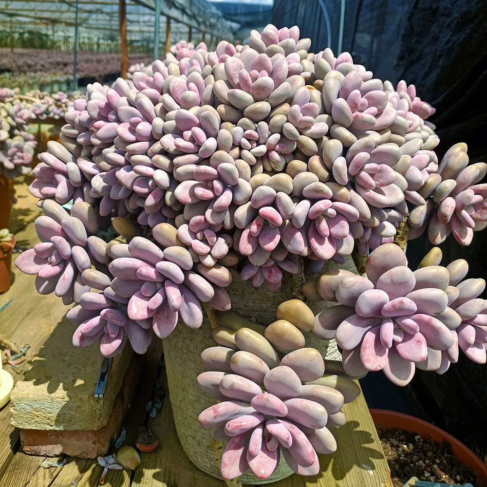 桃蛋多头群生多肉植物小盆栽好养肉肉植物群生老桩防辐射室内花卉