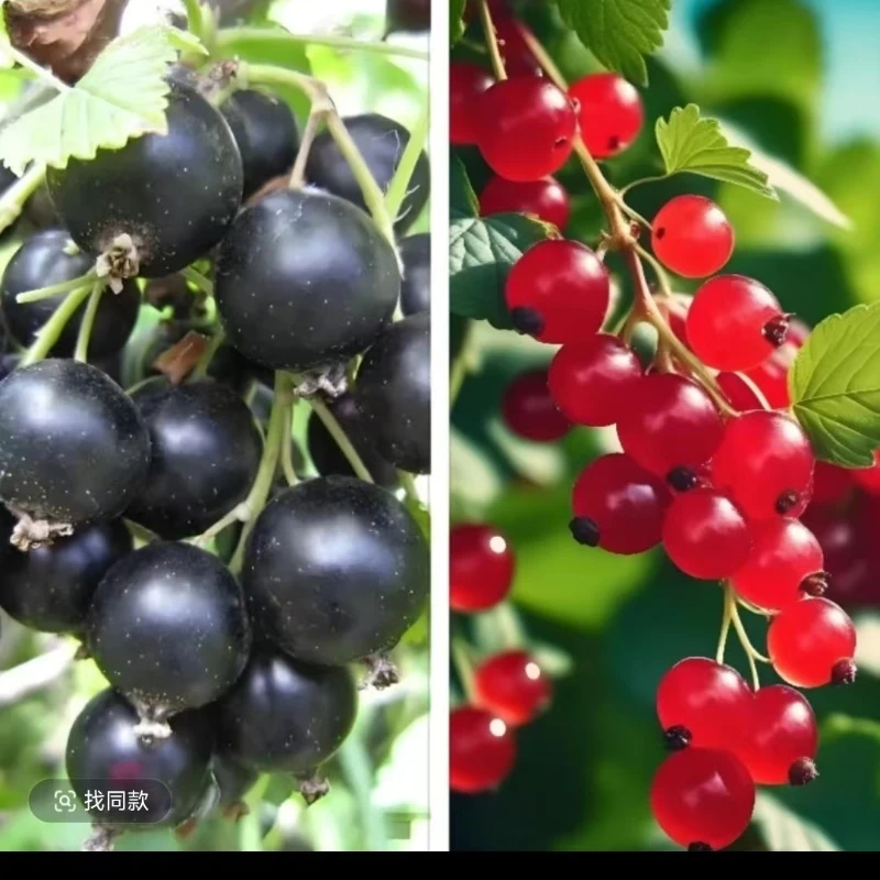 黑加仑树葡萄苗耐寒耐旱盆栽地栽南北方种植果树